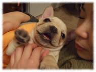 �t�����`�u���h�b�O�i�t���u���j�摜