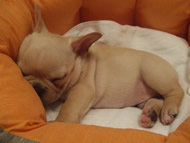 �t�����`�u���h�b�O�i�t���u���j�摜