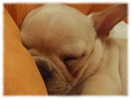 �t�����`�u���h�b�O�i�t���u���j�摜