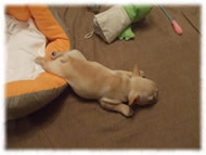 �t�����`�u���h�b�O�i�t���u���j�摜