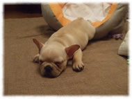 �t�����`�u���h�b�O�i�t���u���j�摜