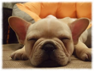 �t�����`�u���h�b�O�i�t���u���j�摜