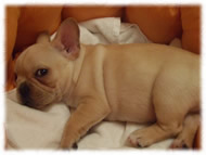 �t�����`�u���h�b�O�i�t���u���j�摜