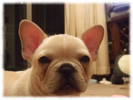 �t�����`�u���h�b�O�i�t���u���j�摜