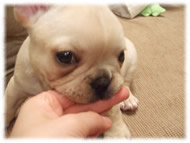 �t�����`�u���h�b�O�i�t���u���j�摜