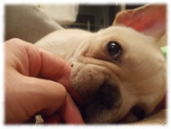 �t�����`�u���h�b�O�i�t���u���j�摜