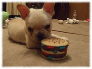 �t�����`�u���h�b�O�i�t���u���j�摜