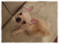 �t�����`�u���h�b�O�i�t���u���j�摜