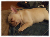 �t�����`�u���h�b�O�i�t���u���j�摜