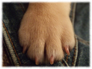 �t�����`�u���h�b�O�i�t���u���j�摜