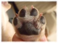 �t�����`�u���h�b�O�i�t���u���j�摜