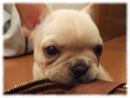 �t�����`�u���h�b�O�i�t���u���j�摜