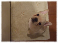 �t�����`�u���h�b�O�i�t���u���j�摜