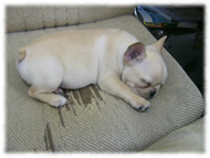 �t�����`�u���h�b�O�i�t���u���j�摜