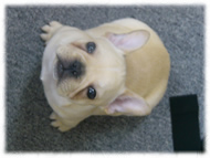 �t�����`�u���h�b�O�i�t���u���j�摜