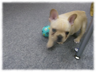 �t�����`�u���h�b�O�i�t���u���j�摜