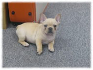 �t�����`�u���h�b�O�i�t���u���j�摜