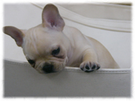 �t�����`�u���h�b�O�i�t���u���j�摜