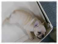 �t�����`�u���h�b�O�i�t���u���j�摜