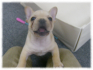 �t�����`�u���h�b�O�i�t���u���j�摜