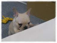 �t�����`�u���h�b�O�i�t���u���j�摜