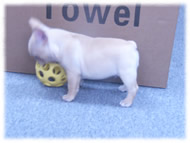 �t�����`�u���h�b�O�i�t���u���j�摜