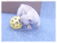 �t�����`�u���h�b�O�i�t���u���j�摜