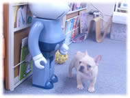 �t�����`�u���h�b�O�i�t���u���j�摜