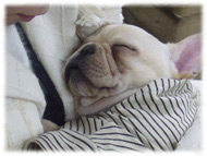 �t�����`�u���h�b�O�i�t���u���j�摜