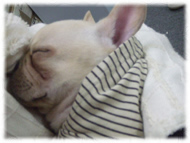 �t�����`�u���h�b�O�i�t���u���j�摜