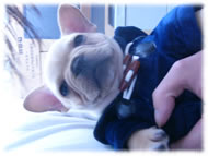 �t�����`�u���h�b�O�i�t���u���j�摜