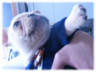 �t�����`�u���h�b�O�i�t���u���j�摜