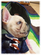 �t�����`�u���h�b�O�i�t���u���j�摜