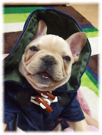 �t�����`�u���h�b�O�i�t���u���j�摜