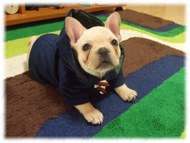 �t�����`�u���h�b�O�i�t���u���j�摜