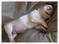 �t�����`�u���h�b�O�i�t���u���j�摜