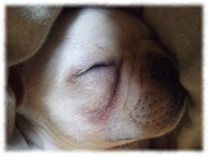 �t�����`�u���h�b�O�i�t���u���j�摜