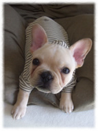 �t�����`�u���h�b�O�i�t���u���j�摜