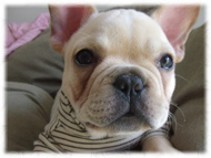 �t�����`�u���h�b�O�i�t���u���j�摜