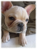 �t�����`�u���h�b�O�i�t���u���j�摜