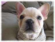 �t�����`�u���h�b�O�i�t���u���j�摜