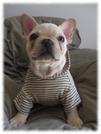 �t�����`�u���h�b�O�i�t���u���j�摜