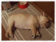 �t�����`�u���h�b�O�i�t���u���j�摜