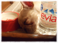 �t�����`�u���h�b�O�i�t���u���j�摜