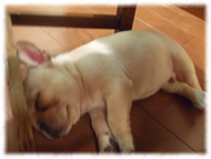 �t�����`�u���h�b�O�i�t���u���j�摜