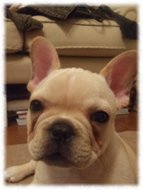 �t�����`�u���h�b�O�i�t���u���j�摜