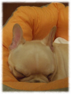 �t�����`�u���h�b�O�i�t���u���j�摜