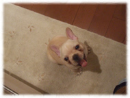 �t�����`�u���h�b�O�i�t���u���j�摜