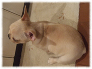 �t�����`�u���h�b�O�i�t���u���j�摜