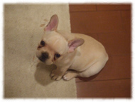 �t�����`�u���h�b�O�i�t���u���j�摜